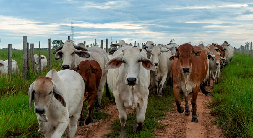 La Verdadera Competitividad Ganadera en el Perú se Juega en la Conversión Alimenticia y la Productividad de las pasturas
