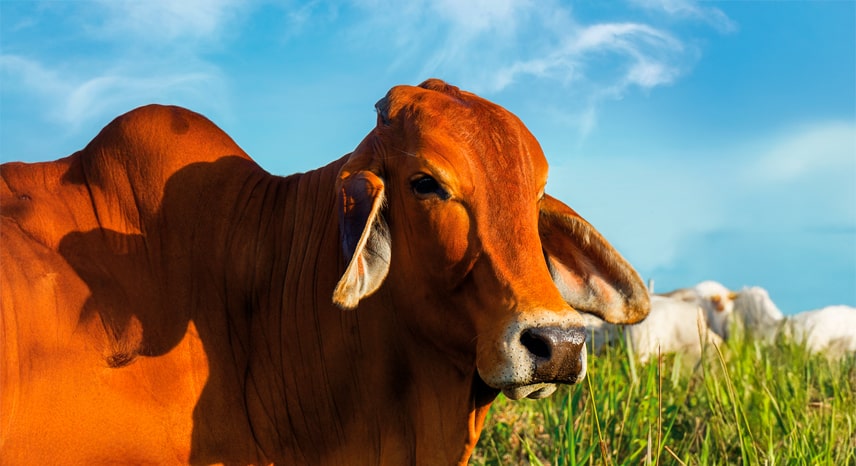 Diferencia entre la Grasa Blanca y Grasa Amarilla en la Canal de Vacunos de Carne en el Perú: Implicancias en Calidad y Comercialización.